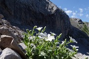 29 Cerastium latifolium (Peverina dei ghiaioni) nel Mandrone